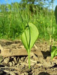 Ophioglossum vulgatum