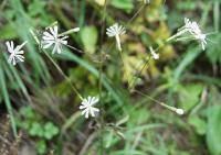 Silene nemoralis