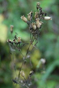 Silene nemoralis