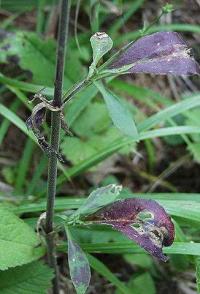 Silene nemoralis