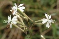 Silene italica subsp. italica