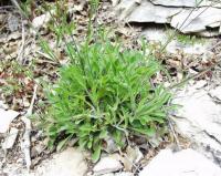 Silene italica subsp. italica