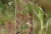 Silene italica subsp. italica