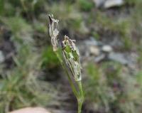 Silene ciliata