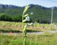 Silene nocturna