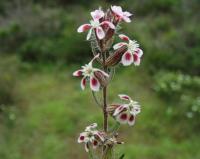 Silene gallica Silene gallica