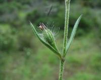 Silene gallica