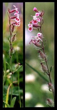 Silene gallica