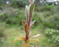 Silene gallica