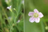 Gypsophila muralis