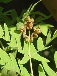 Osmunda regalis