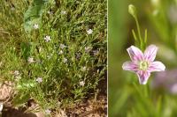 Gypsophila muralis