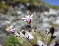 Gypsophila muralis