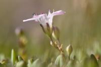 Gypsophila repens