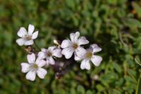 Gypsophila repens