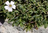 Gypsophila repens