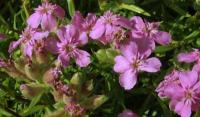 Saponaria caespitosa 