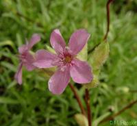 Saponaria caespitosa 