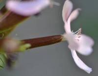 Saponaria officinalis