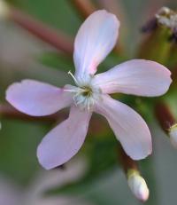 Saponaria officinalis