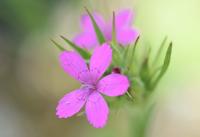 Dianthus armeria subsp. armeria