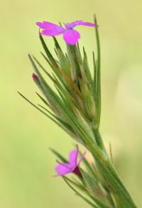 Dianthus armeria subsp. armeria