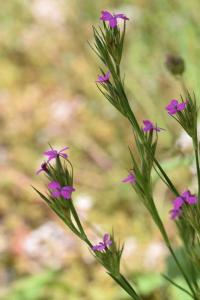 Dianthus armeria subsp. armeria