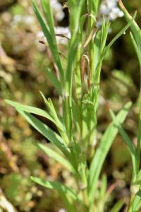 Dianthus armeria subsp. armeria