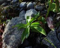 Dianthus barbatus subsp. barbatus