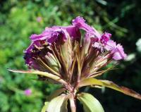 Dianthus barbatus subsp. barbatus