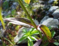 Dianthus barbatus subsp. barbatus