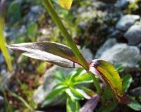 Dianthus barbatus subsp. barbatus