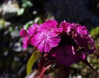 Dianthus barbatus subsp. barbatus