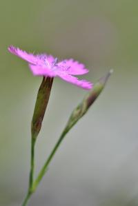 Dianthus deltoides subsp. deltoides