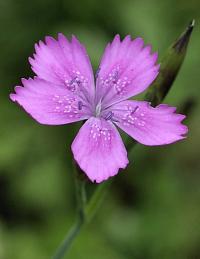 Dianthus deltoides subsp. deltoides