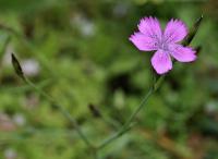 Dianthus deltoides subsp. deltoides