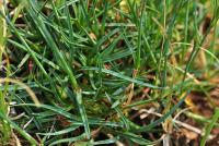 Dianthus pungens subsp. hispanicus