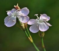 Dianthus pungens subsp. hispanicus