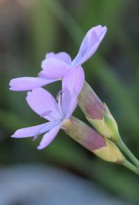 Dianthus pungens subsp. hispanicus