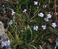 Dianthus pungens subsp. hispanicus