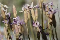 Dianthus pungens subsp. brachyanthus