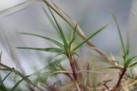 Dianthus pungens subsp. brachyanthus