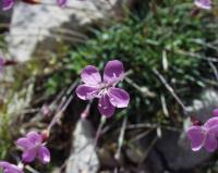 Dianthus pungens subsp. brachyanthus