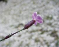 Dianthus pungens subsp. brachyanthus