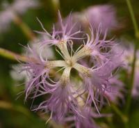 Dianthus superbus