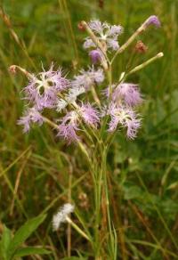 Dianthus superbus