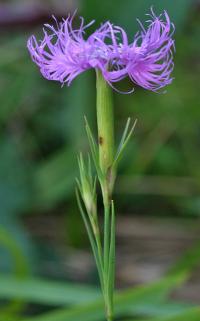 Dianthus hyssopifolius subsp. hyssopifolius