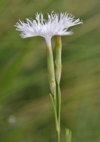 Dianthus hyssopifolius subsp. hyssopifolius