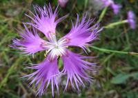 Dianthus hyssopifolius subsp. hyssopifolius