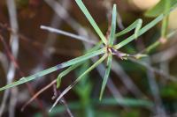 Dianthus hyssopifolius subsp. hyssopifolius